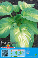 Hosta funkie warpaint gebraucht kaufen  Erfurt