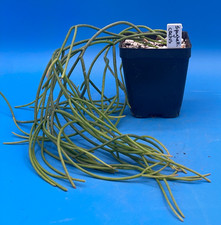 Rhipsalis baccifera spaghetti for sale  Jacksonville