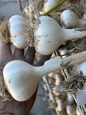 2025 music garlic for sale  Malad City
