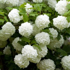 Viburnum opulus roseum for sale  PETERBOROUGH