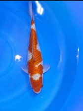 Qty show quality for sale  Dublin