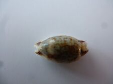 Coquillage cypraea hirundo d'occasion  Mandelieu-la-Napoule