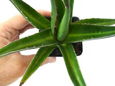 Agave horrida mediopicta usato  Napoli