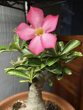 Desert rose seeds for sale  NOTTINGHAM