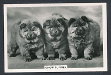Chow puppies series for sale  Brownstown