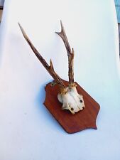 Ancien trophée chasse d'occasion  Nîmes
