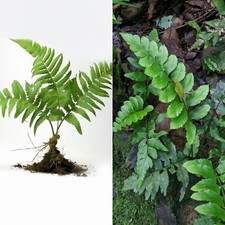 Rare bare plants for sale  Homestead
