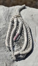 crinoid for sale crinoid for sale Hesperia