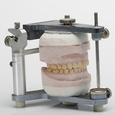 zahnmodell gebraucht kaufen zahnmodell gebraucht kaufen Bad Zwesten