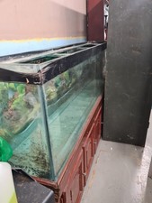 Extra large fish for sale  DRIFFIELD