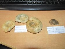 Lot ammonites bathonien d'occasion  Bonneuil-Matours