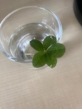 Kleeblatt blättriges kleeblat gebraucht kaufen  Gehlsbach