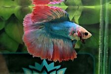 Siamese fighting fish for sale  BICESTER