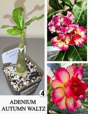 Adenium autumn waltz gebraucht kaufen  Wermsdorf