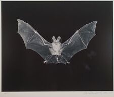 Original large format for sale  Holliston