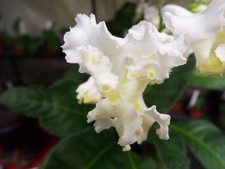 Streptocarpus marilyn monroe for sale  MAIDENHEAD