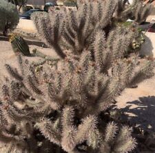 Red teddy bear for sale  Tucson