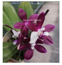 Phalaenopsis tetraspis purple for sale  SHREWSBURY