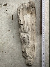 Versteinertes holz gebraucht kaufen  Freyburg