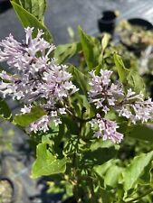 Lilac syringa miss for sale  STOKE-ON-TRENT