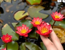 Rote zwergseerose teichpflanze gebraucht kaufen Rote zwergseerose teichpflanze gebraucht kaufen  Kaiserslautern