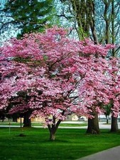 Cherokee brave dogwood for sale  Center