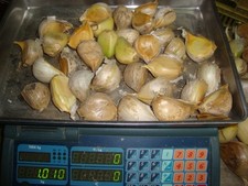 Aglione spicchi semina usato  Cesena