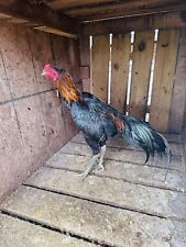 Pama ganoi asil for sale  Danville