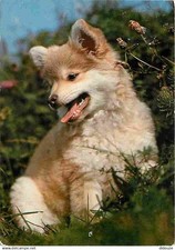 Animaux chiens loulou d'occasion  Fruges
