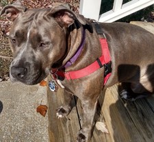 dog pulling harness for sale dog pulling harness for sale Gwynn Oak