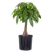 Live money tree for sale  Dover
