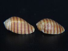 Vexilla vexillum 20.24mm for sale  Kapolei