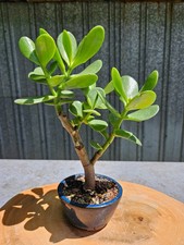 Jade crassula ovata for sale  Middletown
