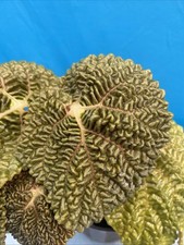 Begonia moyesii heavy for sale  San Francisco