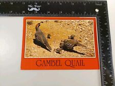 Postcard arizona gambel for sale  Paris