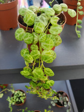 String turtles peperomia for sale  Port Charlotte