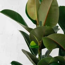 Rubber plants 90cm for sale  BOLTON