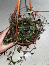 Amazon jungle vine for sale  Eustis
