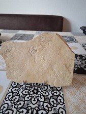 Seelilien platte fossil gebraucht kaufen  Xanten