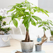 Pachira aquatica tree for sale  UK