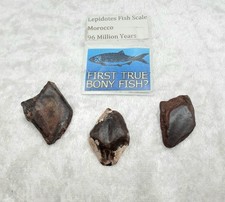 Lot genuine lepidotes for sale  WESTON-SUPER-MARE