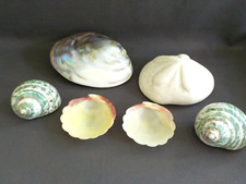 Real seashells total for sale  Apopka