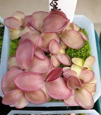 Pinguicula laueana crassifolia for sale  CARDIFF