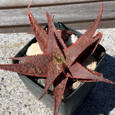 Aloe hybrid christmas for sale  San Diego
