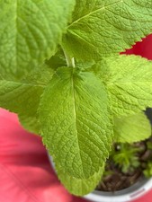 Mojito mint thyme for sale  Minneapolis