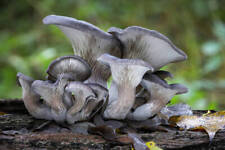 Oyster mushroom liquid for sale  CAMBRIDGE