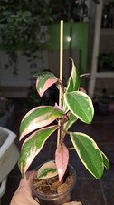 Hoya carnosa outer for sale  MANSFIELD