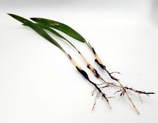 Trachycarpus martianus nepal for sale  WATERLOOVILLE