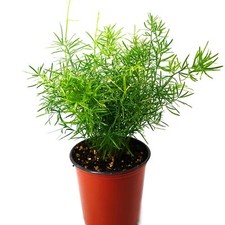Sprengeri fern live for sale  USA
