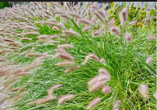 Dwarf fountain grass for sale  USA